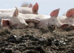 В Запорожской области введен карантин из-за африканской чумы