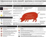 Хозяйствам, которые потеряли свиней из-за африканской чумы, начали выплачивать компенсации