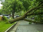 На Крещатике дерево упало сразу на семь автомобилей