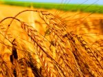 В Украине выросло производство сельхозпродукции