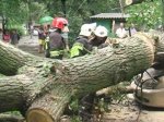В Днепропетровске ураган снес десятки деревьев, а молнии превратили ночь в день