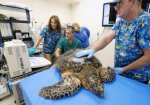 В США ветеринары пытаются спасти редкую морскую черепаху