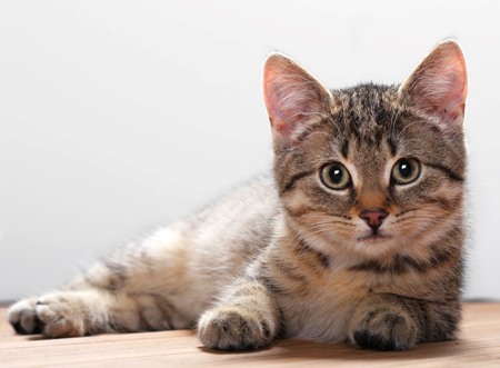 Коты могут быть носителями гриппа    