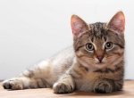 Коты могут быть носителями гриппа    